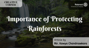 Read more about the article Importance of Protecting Rainforests