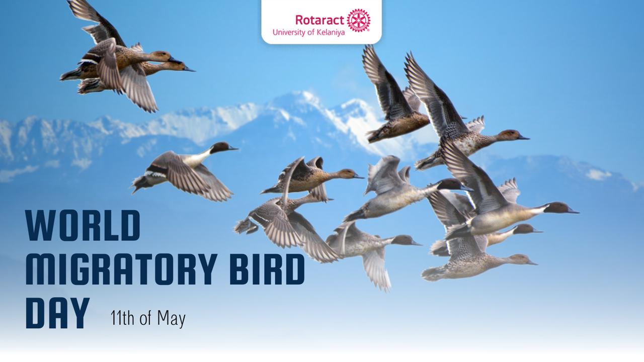 You are currently viewing World Migratory Bird Day