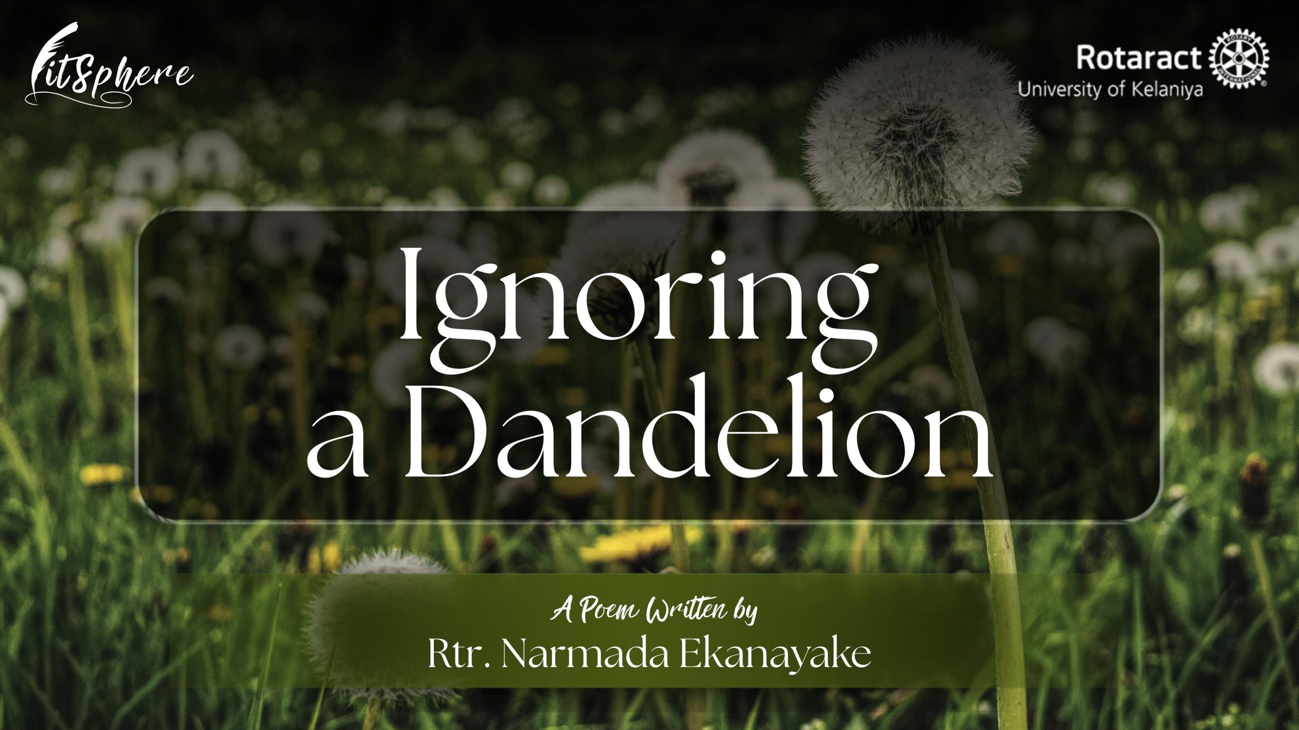Read more about the article IGNORING A DANDELION