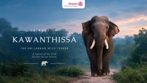 Read more about the article The Gentle Giant: Sri Lanka’s Famous Tusker, “Kawanthissa”